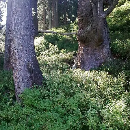 Natur *